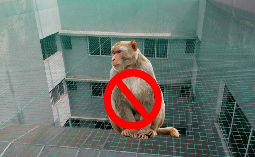 Monkey Safety Nets In Hyderabad